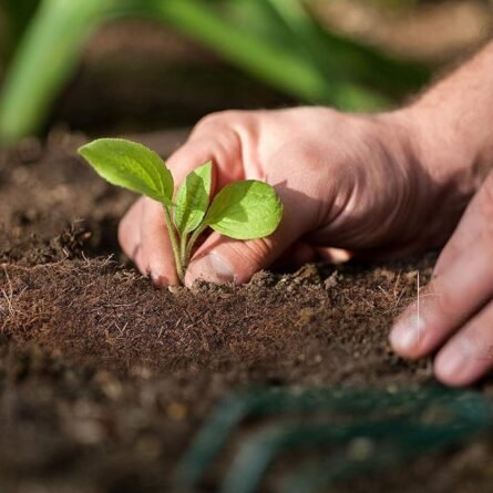 Coco Peat Fertilizer - Image 4