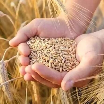 Wheat Seeds - 5 KG - Image 3