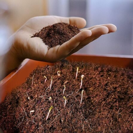 Coco Peat Fertilizer - Image 3