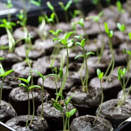 Tomato Seeds - 5 KG - Image 3