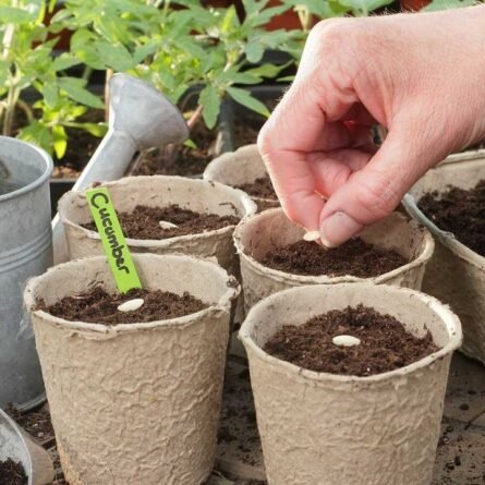 Cucumber Seeds - 5 KG - Image 2