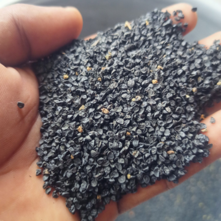 Onion Seeds - 5 KG - Image 2