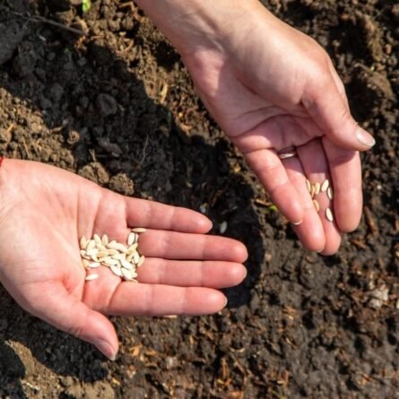 Cucumber Seeds - 5 KG - Image 3